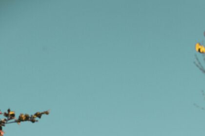 The Best Time to Book Flights: Data-Backed Strategies for Every Season